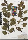 Foto von Salix myrsinifolia Salisb.